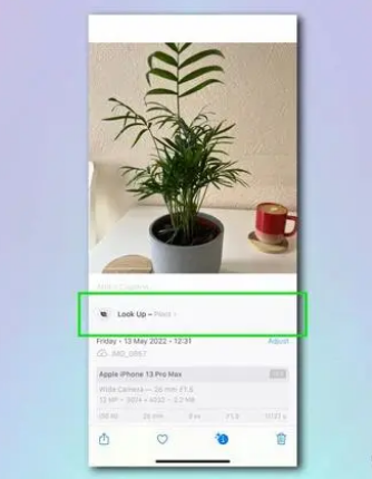 平定苹果相机维修分享如何使用iPhone相机识别植物和花卉 